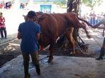 sapi-kurban-presiden-jokowi-mero.jpg