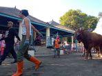 sapi-kurban-presiden-jokowi-yang-akan-disembelih-di-masjid-a.jpg