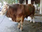 sapi-kurban-sumbangan-presiden-jokowi-di-masjid-al-wustho.jpg