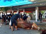 sapi-kurban-yang-diberikan-presiden-joko-widodo-yang-berada-di-masji.jpg