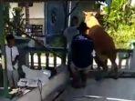 sapi-lepas-di-klaten.jpg