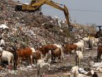 sapi-yang-hidup-di-tempat-pembuangan-akhir-tpa-putri-cempo_20180821_152040.jpg