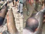 temuan-ikan-arapaima-di-Garut.jpg