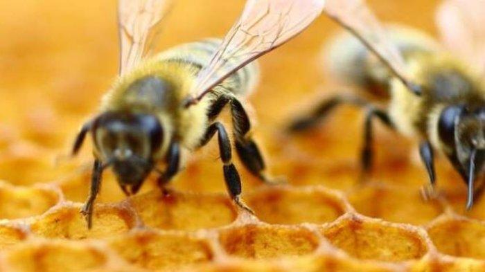 Apa Arti Kata My Bee? Bahasa Gaul Viral Dipakai di TikTok dan Twitter, Punya Makna Manis Ini