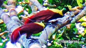 20240322_Cenderawasih-merah-1.jpg