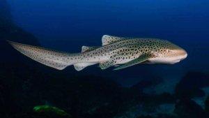 20240625_ikan-hiu-di-raja-ampat-part-1.jpg