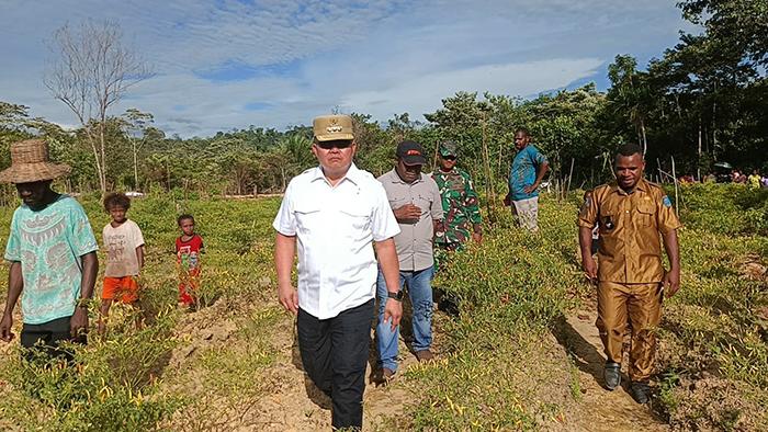 20240313_pj-bupati-maybrat-tinjau-lahan-cabai-di-kampung-sowan.jpg