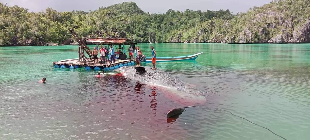 20240605_penemuan-bangkai-paus-di-misool.jpg
