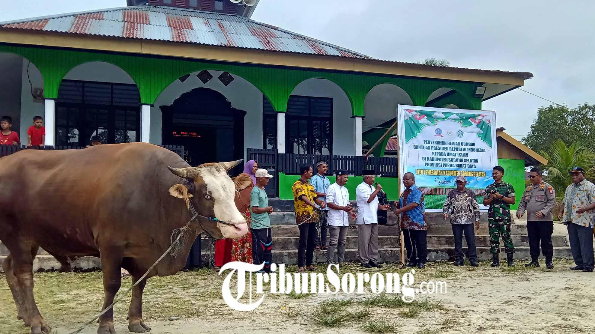 Sapi Kurban dari Presiden Prabowo Diserahkan ke Masjid Al-Mukminin Sorong Selatan