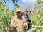 20251014_panen-tomat-di-kebun-aimas-kabupaten-sorong.jpg
