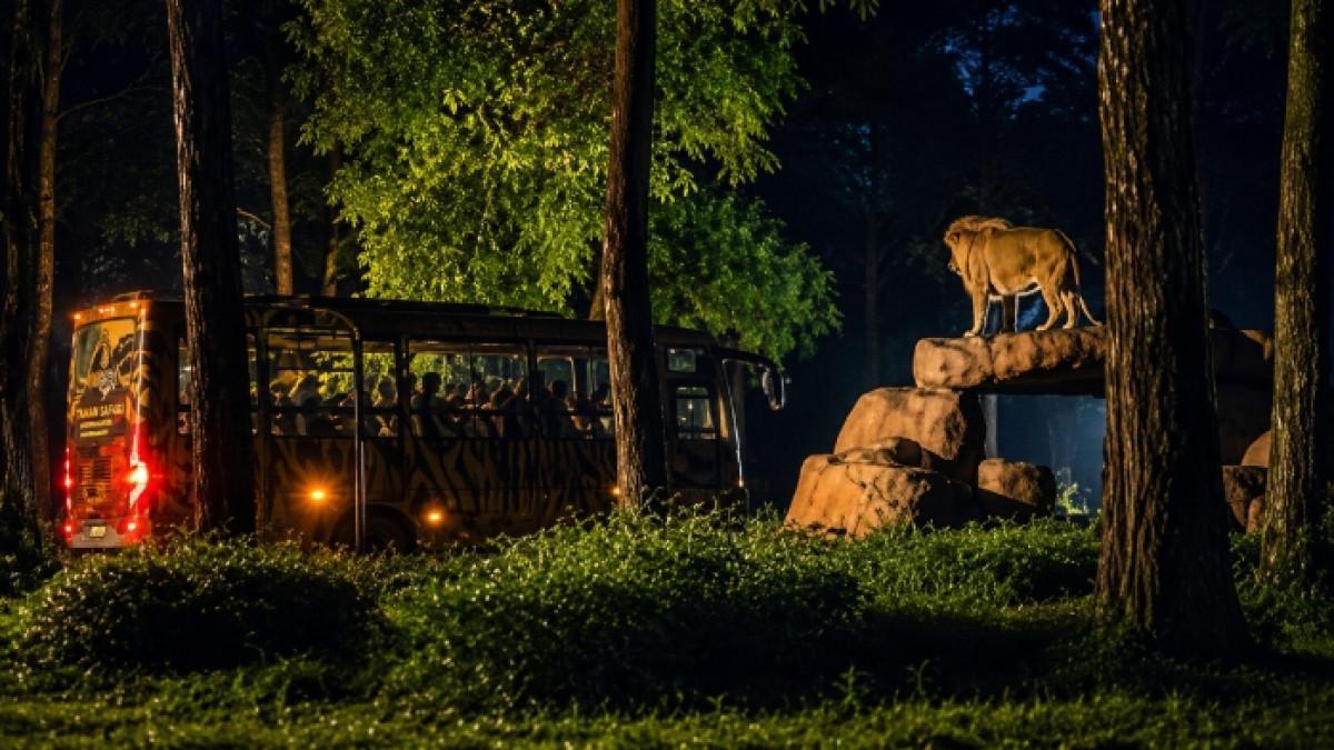 DAYA TARIK - Night Safari di Taman Safari Prigen Pasuruan, Jawa Timur untuk wisata malam.