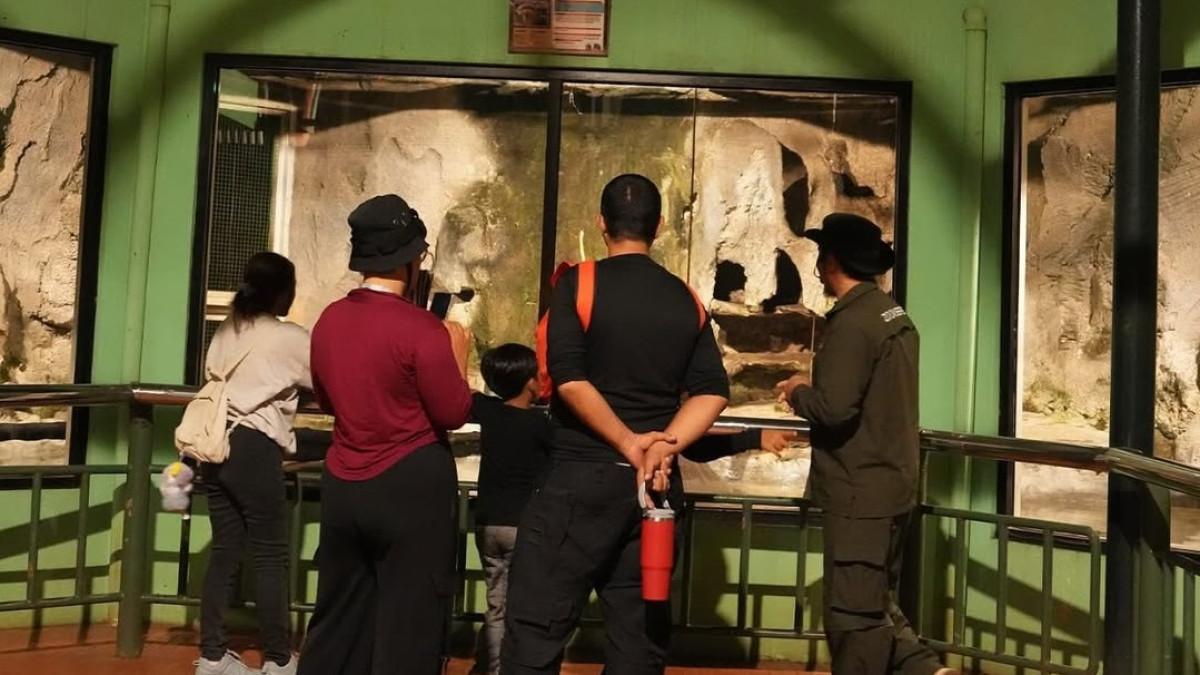 TEMPAT WISATA - Night at Ragunan Zoo jadi pilihan wisata malam di Jakarta. Simak harga tiket dan jadwal lengkapnya.
