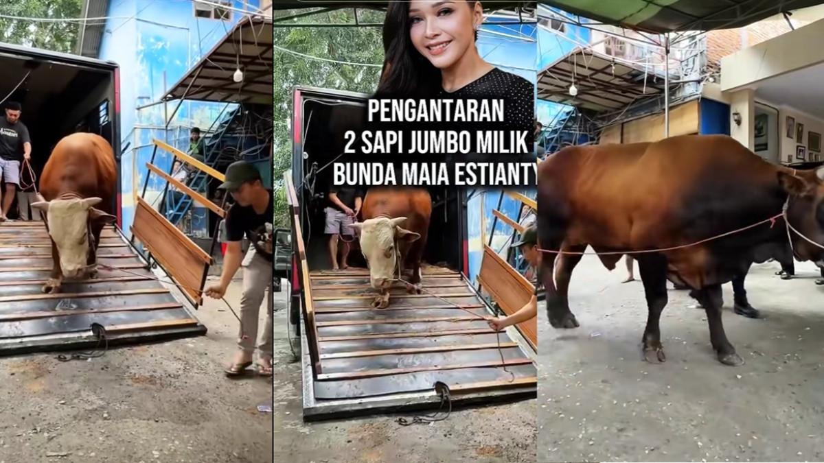 HEWAN KURBAN ARTIS - Kolase potret sapi jumbo hewan kurban milik Maia Estianty