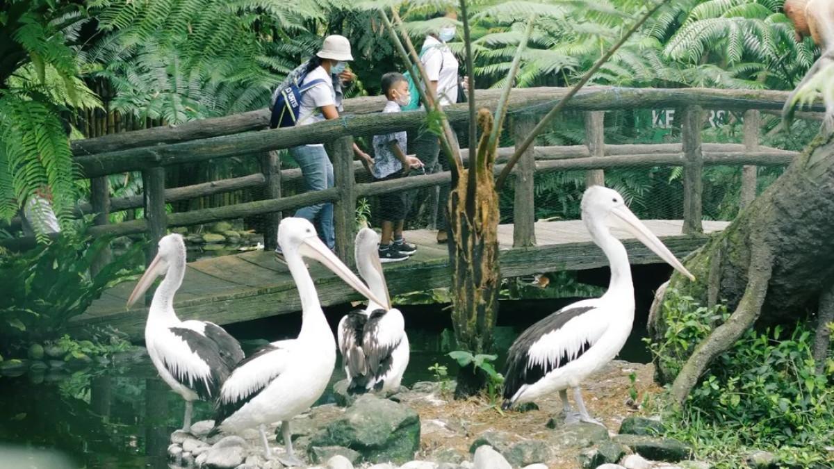 TASTA ZOO - Liburan ke Bali? Tasta Zoo bisa jadi pilihan wisata keluarga dengan koleksi satwa lengkap