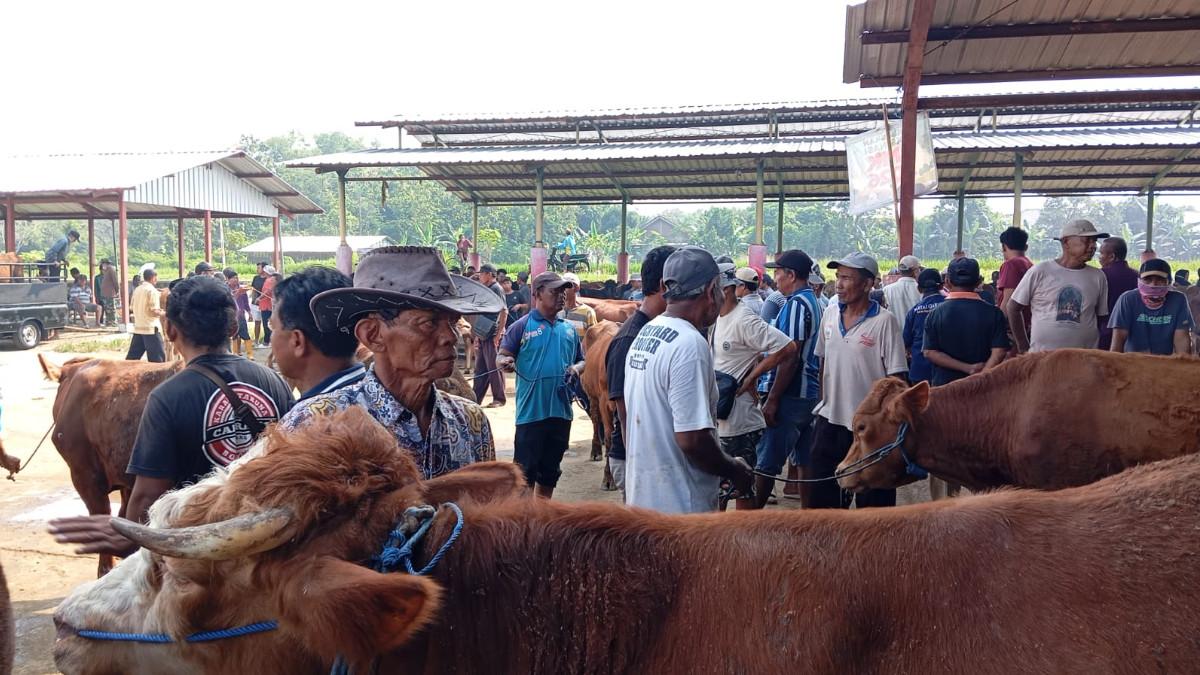 PASAR SAPI KALIOSO - Pedagang dan pembeli di Pasar Sapi Kalioso sedang melakukan tawar menawar pada Selasa, 12 Mei 2026. Jika berhasil penjual akan memberikan panjer untuk memiliki sapi.