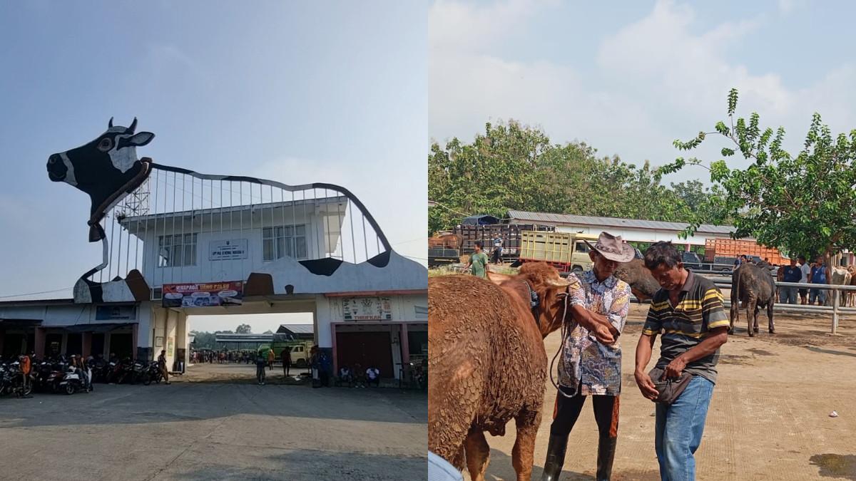 PASAR SAPI KALIOSO - Pedagang dan pembeli di Pasar Sapi Kalioso sedang melakukan tawar menawar pada Selasa, 12 Mei 2026. Jika berhasil penjual akan memberikan panjer untuk memiliki sapi.