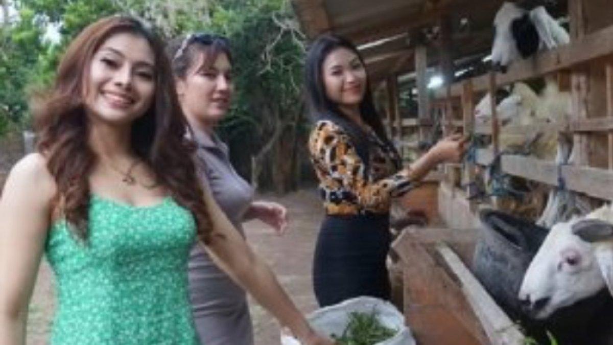 Potret 3 SPG Seksi Jadi Sales Kambing di Bantul Yogyakarta, Penjual Girang Kebanjiran Pesanan