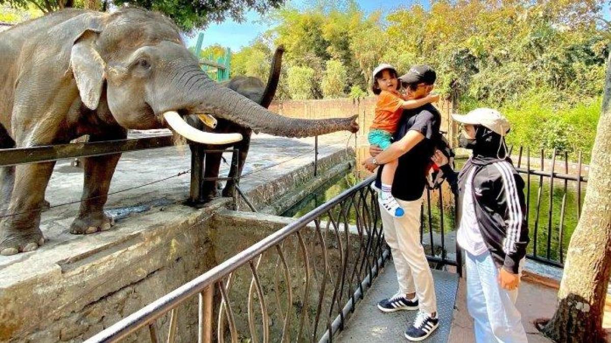 JATIM PARK 2 - Wisatawan berinteraksi memberi makan gajah di Jatim Park 2 Kota Batu, Jawa Timur.