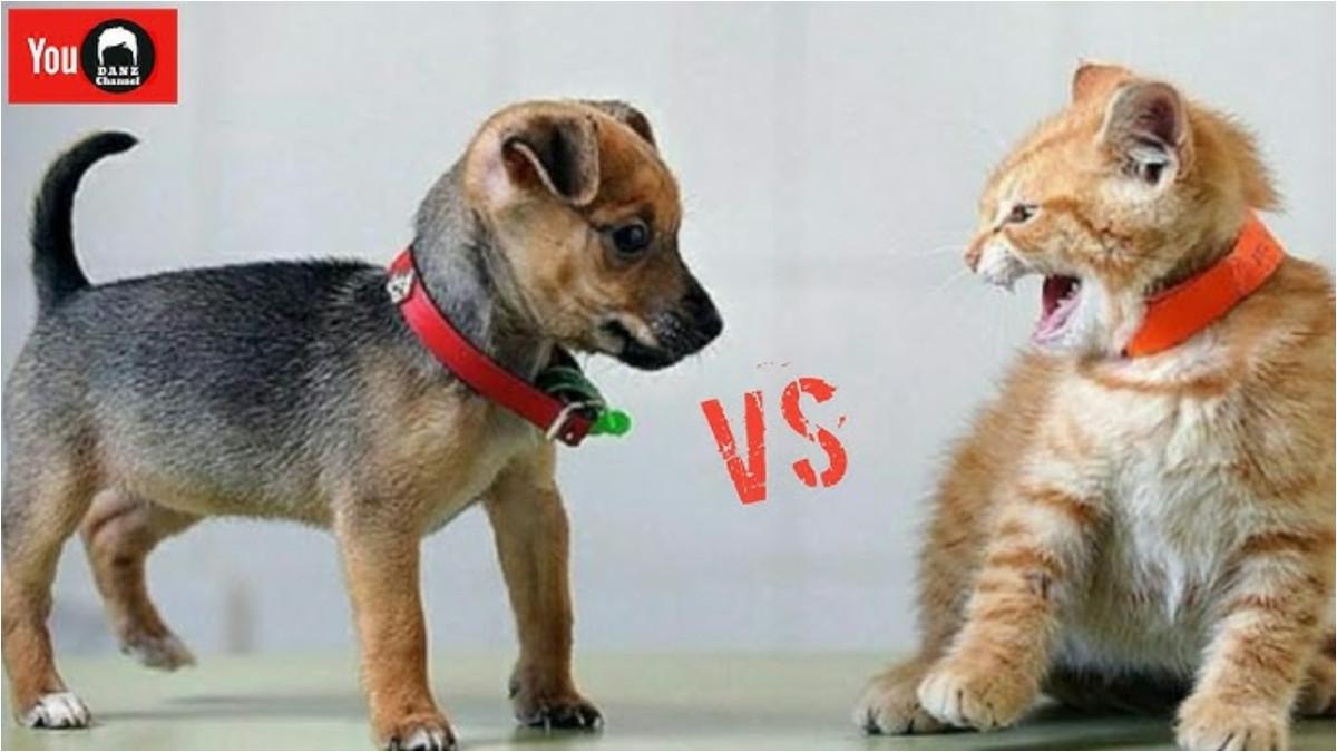 CERAI GARA-GARA HEWAN - Seekor anjing vs seekor kucing menjadi alasan utama retaknya biduk rumah tangga yang baru seumur jagung.