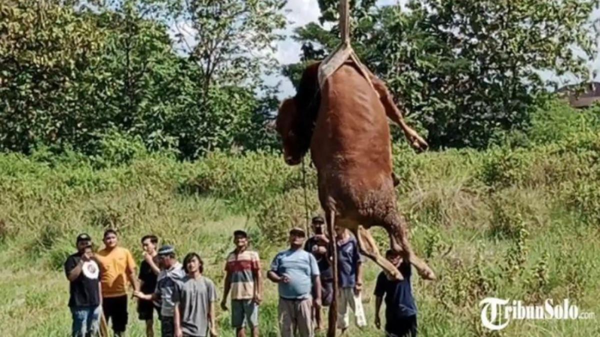 SAPI LEPAS - Seekor sapi kurban di Dukuh Krenekan, Desa Klepu, Kecamatan Ceper, Klaten sempat berontak dan lepas pada Rabu (27/5/2026). Sapi kemudian di sembelih di area persawahan lalu dievakuasi menggunakan crane.