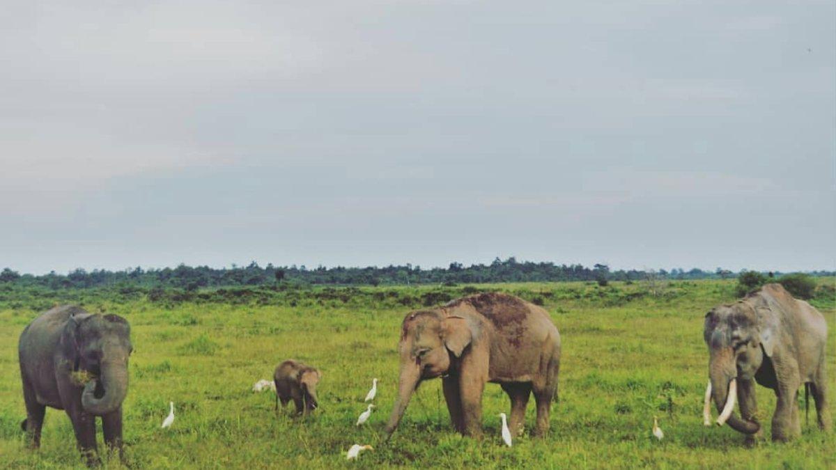 WISATA LAMPUNG - Taman Nasional Way Kambas.