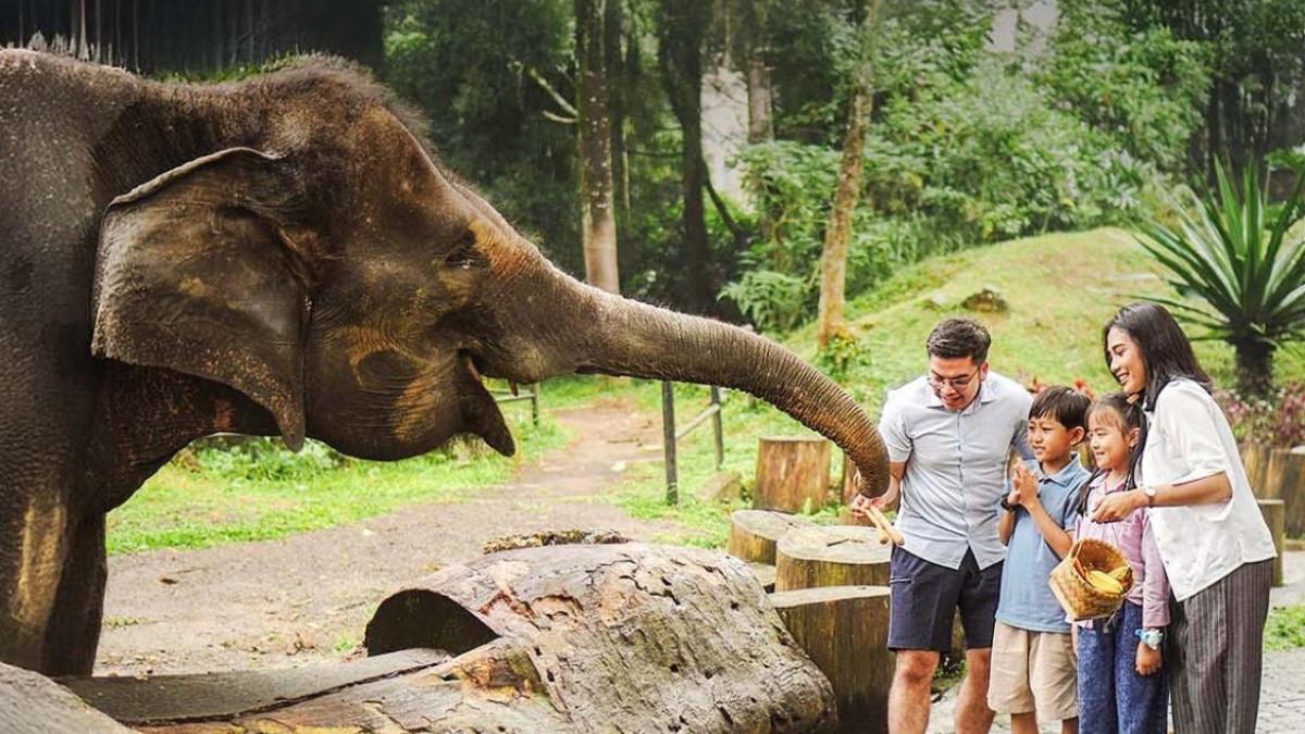 TAMAN SAFARI -  tempat wisata ramah keluarga di Jawa Barat yang cocok untuk liburan keluarga.