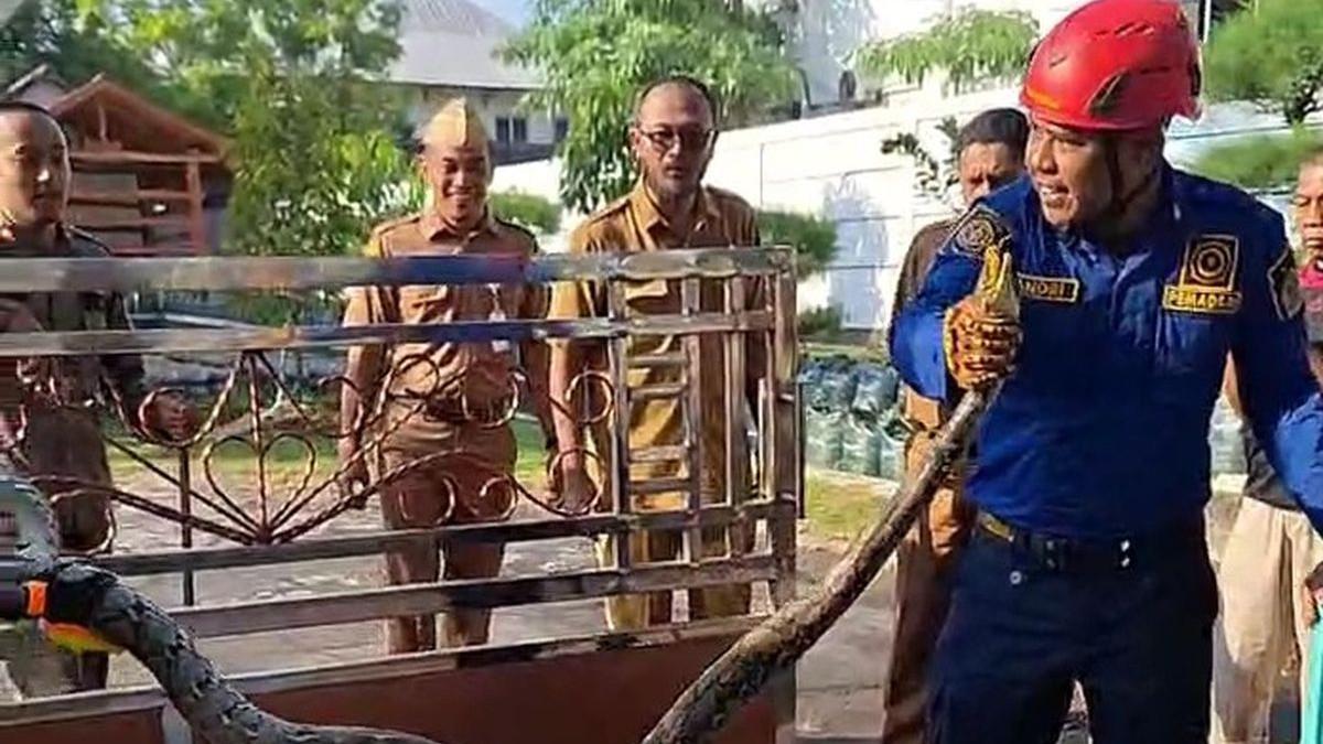 Ular piton dievakuasi dari halaman rumah dinas Bupati Gunungkidul, Senin (15/6/2026)(Dok Damkarmat BPBD Gunungkidul )
