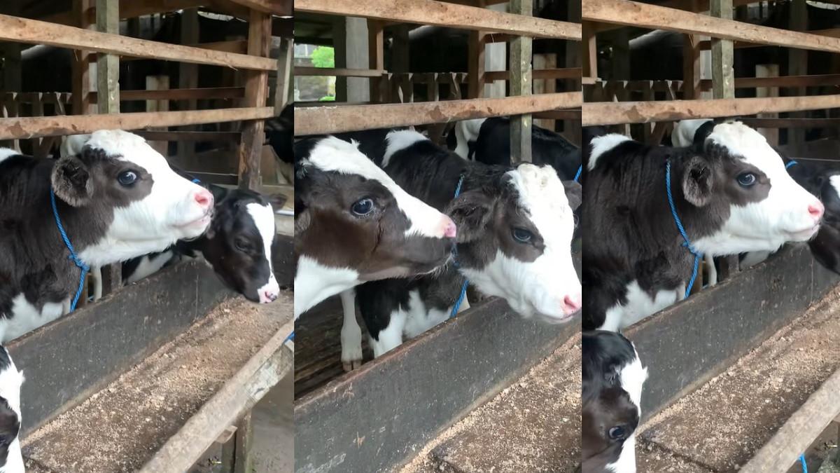 VIRAL BOYOLALI - Viral sapi berwajah 'goodlooking' dari Boyolali, Jawa Tengah. Video ditonton jutaan orang