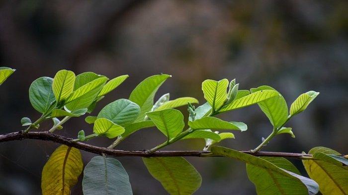 ALTERNATIF Makanan & Obat Alami Daun Jambu Biji untuk Pengidap Diabetes, Simak Cara Mengolahnya