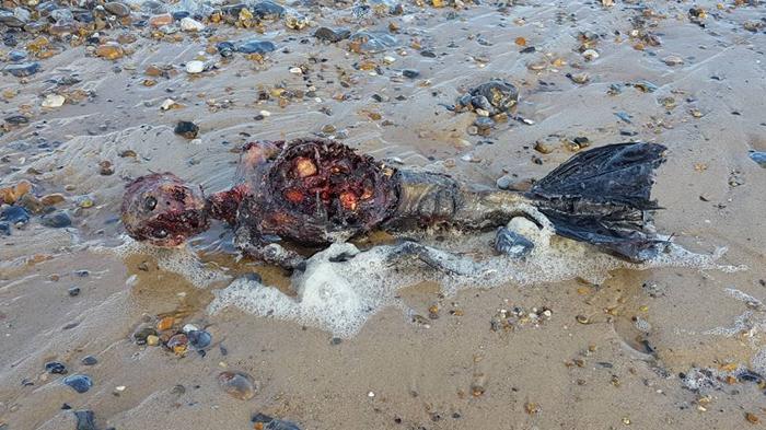 Pria Ini Mengaku Menemukan Putri Duyung yang Mati di Pantai, Beneran Nggak Nih?