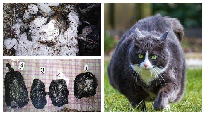 Perempuan Tega Mutilasi Teman Kos karena Bunuh Kucing Kesayangannya, Ditemukan Anjing & Pejalan Kaki