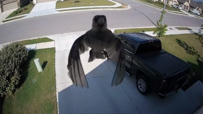 Terekam Kamera CCTV, Burung Ini akan Membuatmu Bingung dengan Ilusi Optik yang Dibuatnya!