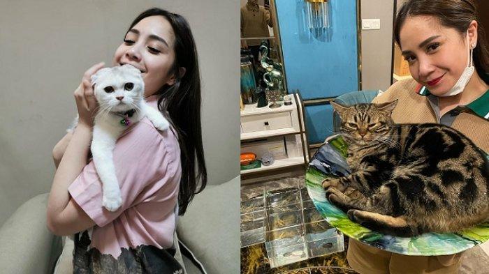Kucing Nagita Slavina Punya Paspor Sendiri, Sule Terbengong Dengar Harganya, Raffi: Diatas 50 Juta