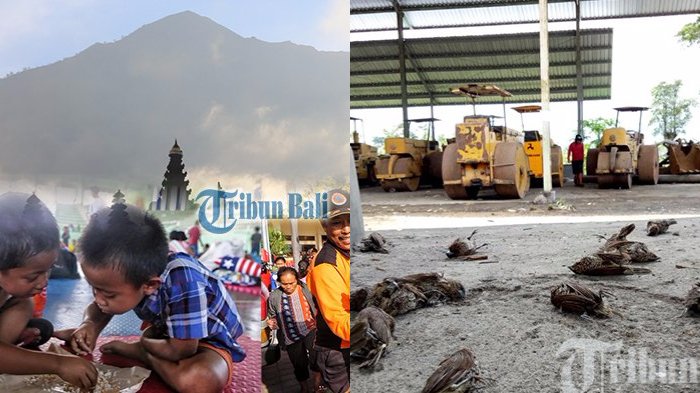 Astaga! Gunung Agung Erupsi, Sekawanan Burung Mati Misterius di Bali, Inikah Penyebabnya?