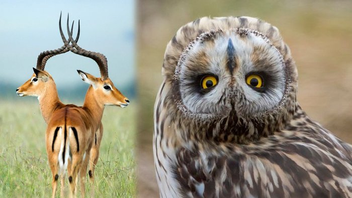 7 Ilusi Optik dari Alam Liar Ini Akan Buat Kamu Tak Percaya dan Kucek Mata saat Melihatnya!