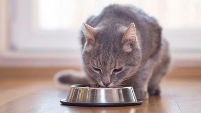 Tips Memilih Makanan Kucing Peliharaan, Jangan Asal, Perhatikan Usia hingga Alergi