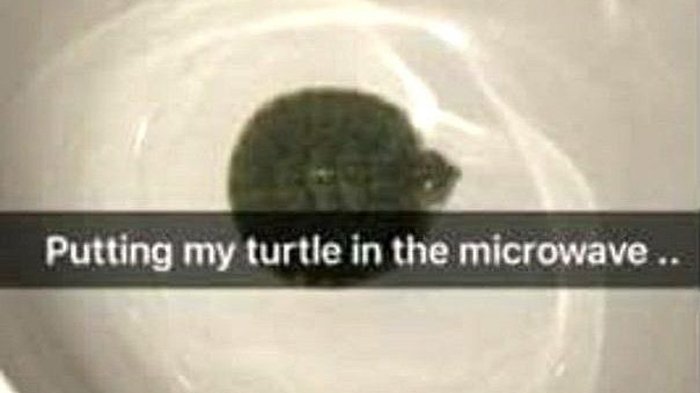 Jahat! Kelakuan Anak Ini Terhadap Kura-kura Kecil Sangat Kejam, Dan Bahkan Diunggah Ke Internet!