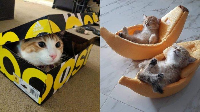 MISTERI Mengapa Kucing Suka Tidur di Ruang Sempit dan Bentuknya Kotak Terkuak, Tak Disadari Manusia