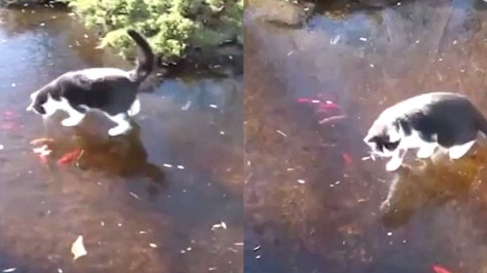 Coba Tangkap Ikan di Kolam Beku, Kucing Ini Tunjukkan Aksi Lucu, Disebut Mirip 'Disney on Ice'