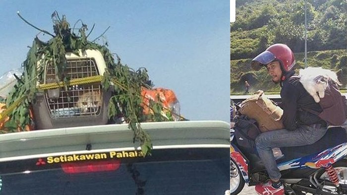 Bawa Kucing Saat Mudik, 2 Pengendara Ini Bikin Netizen Was-was