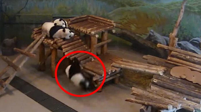 Ternyata Panda Termasuk Hewan Ceroboh, Lihat Videonya dan Kamu Akan Tahu!
