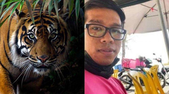 VIRAL Pengemudi Ojek Dikejar Harimau Setelah Antar Makanan ke Pelanggan: Sampai Nggak Bisa Tidur