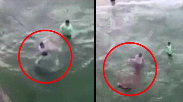 Pria Ini Coba Selamatkan Hiu Macan dengan Pegang Ekornya, Namun Hal Ini Malah yang Terjadi