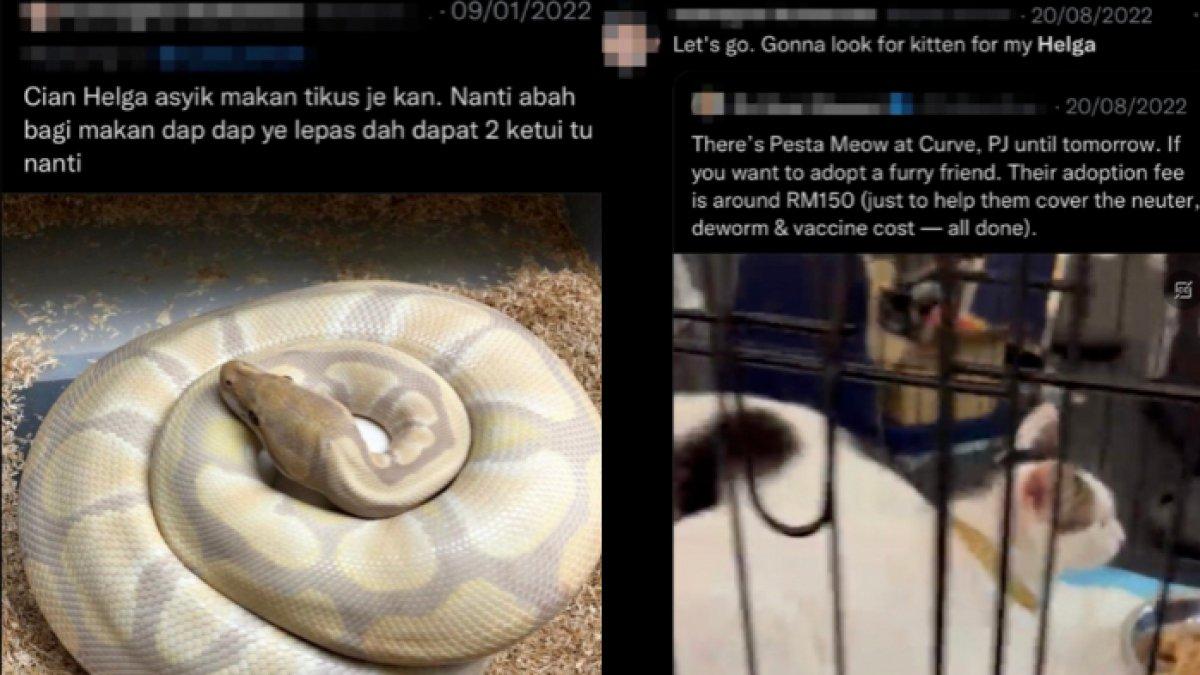 Pura-pura Adopsi Kucing, Pria Ini Ternyata Menjadikannya Makanan untuk Ular Kesayangannya: Enak!
