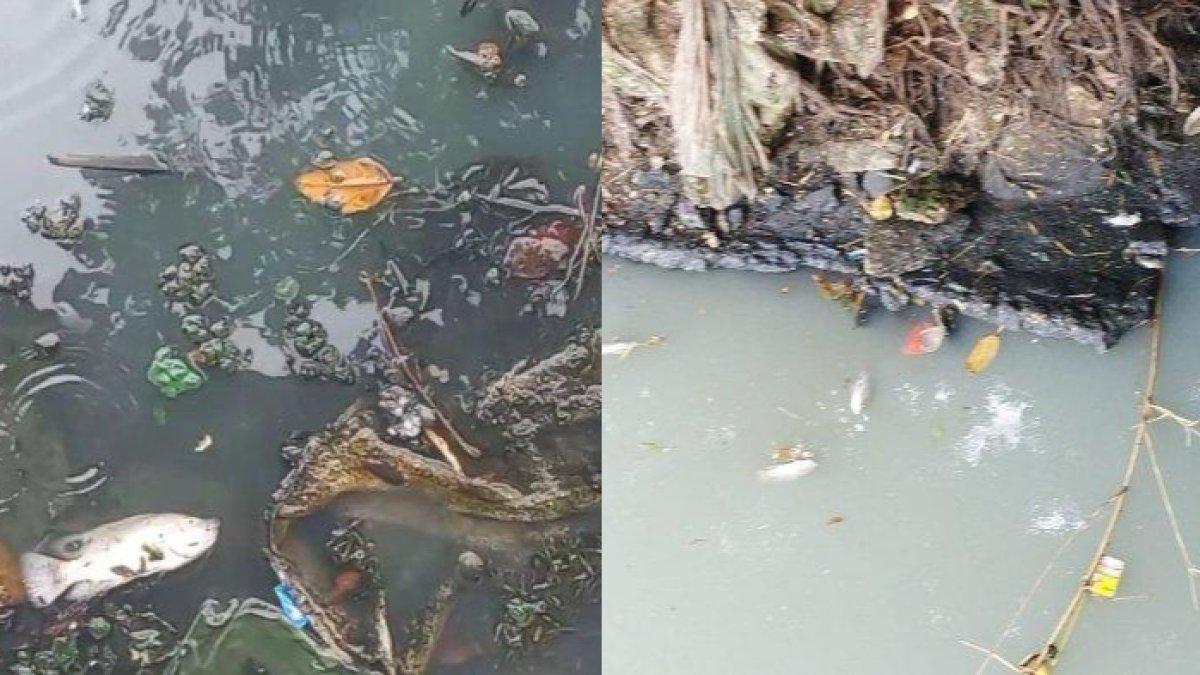 VIRAL Ratusan Ikan Mati Mendadak di Danau Sunter Tanjung Priok, Pemancing Bingung: Apa Penyebabnya?