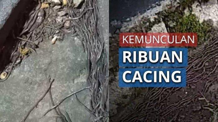 Tak Hanya di Solo, Fenomena Ribuan Cacing Tanah Meluap Pernah Terjadi di Yogyakarta, Ini Penyebabnya