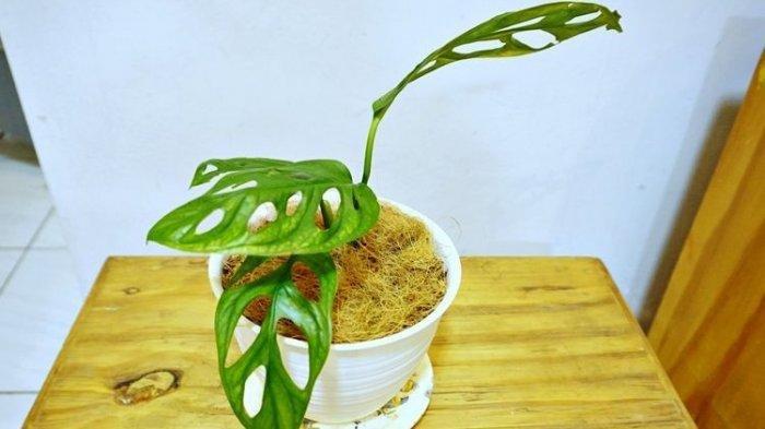 Tanaman Hias Janda Bolong Harganya Meroket Capai Jutaan Rupiah, Penjual Ungkap Penyebabnya