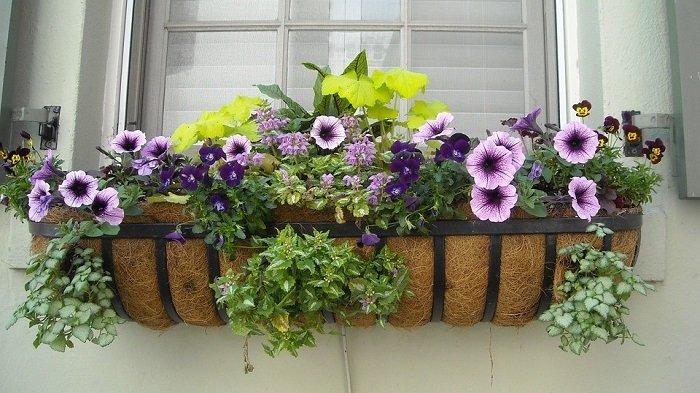 TIPS Feng Shui Meletakkan Tanaman di Halaman Rumah, Undang Kemakmuran Ke dalam Hidup Anda