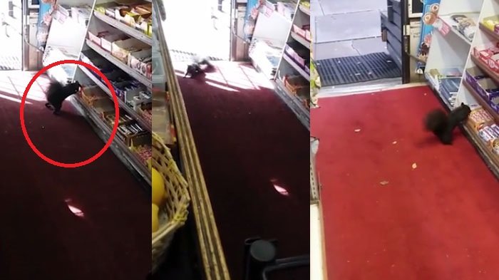Pemilik Toko Ini Minta Bantuan Karena Puluhan Coklatnya Dicuri Oleh Makhluk Lucu Ini