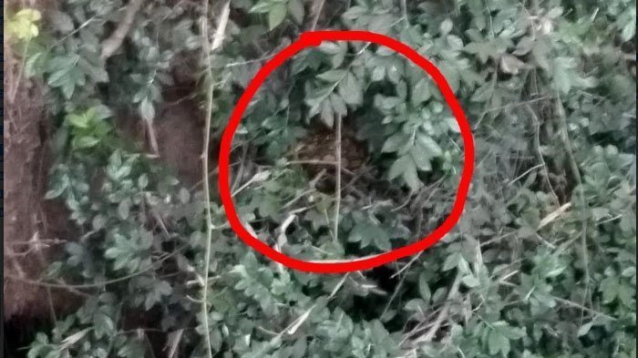 8 Ekor Ular Sanca Kembang Ditangkap dari Gua Unengan Mojokerto, Ukuran Piton dan Panjangnya 5 Meter!